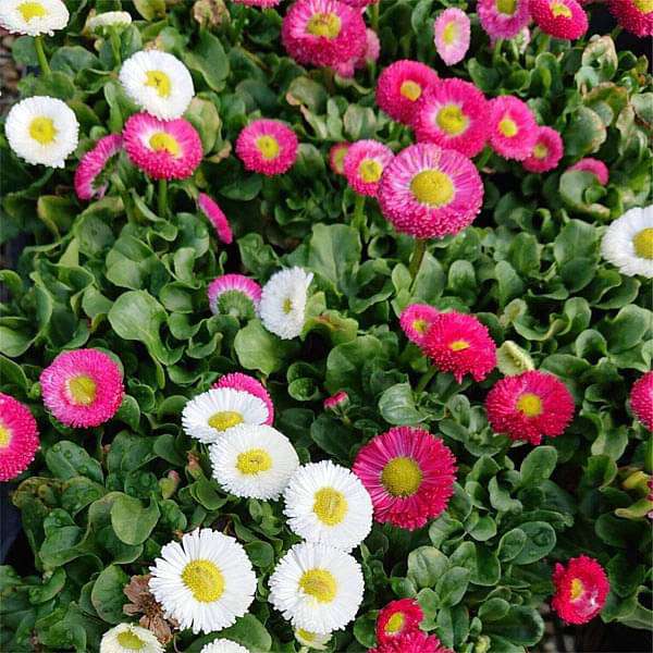 Bellis Perennis Daisy Mixed Color Flower Seeds